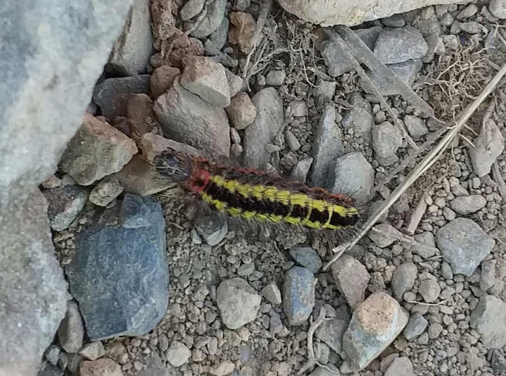 Acronicta euphorbiae?